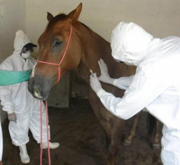 Doença contagiosa faz Iagro publicar nova regra para eventos com cavalos Conesul News