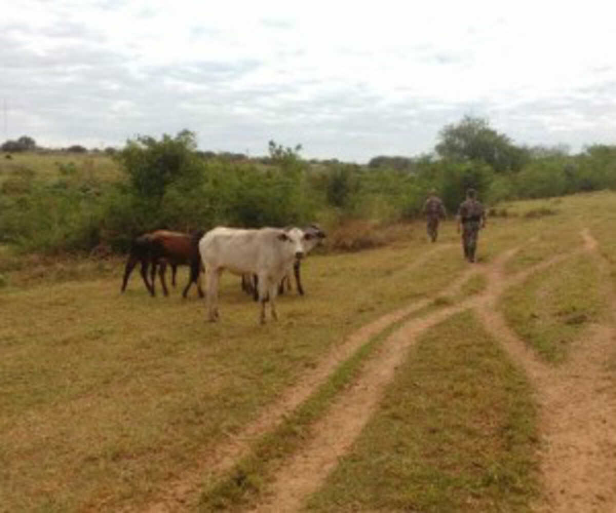 Fazendeiro foi multado em R 3 mil por criar gado em área de