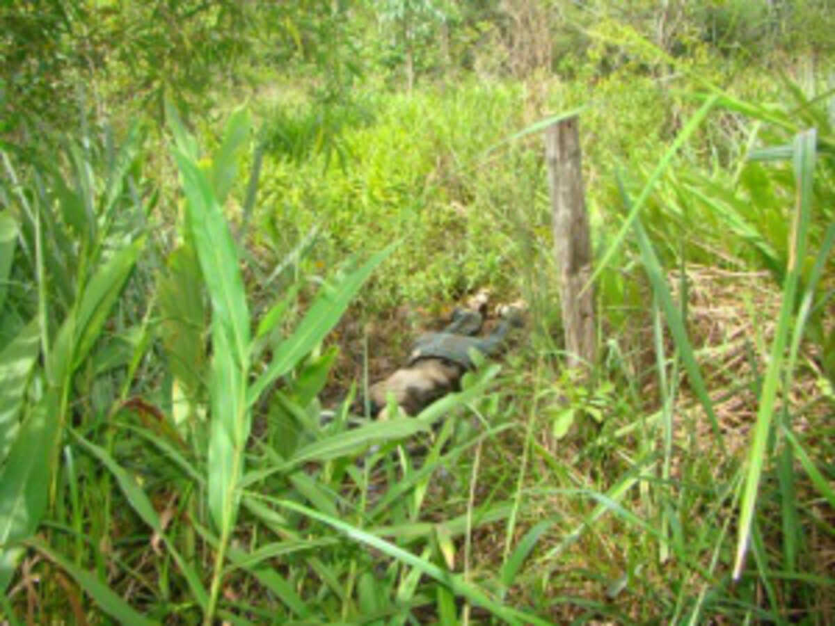 Corpo em é encontrado em fazenda na linha do Potrerito Conesul News Corpo em é encontrado em fazenda na linha do Potrerito Conesul News
